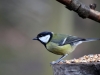 Great Tit, Etherow