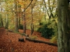 The Woods in Autumn