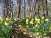Daffodils at Etherow Country Park