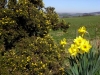 Daffodils and Gorse flowers on Werneth Low