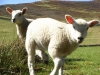 Lambs, Edale