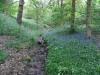 Bluebell Woods at Etherow