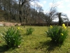 Daffodils in the Walled Garden