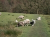 Lambing time