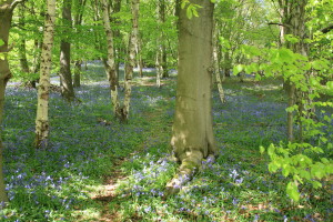 Bluebell Woods