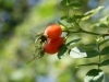 Rosehips