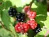 Blackberries