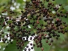 Elderberries
