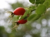 Rosehips