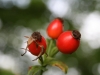 Rosehips
