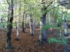 Etherow Country Park
