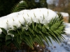 Monkey Puzzle Branch