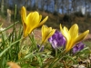 Crocuses in the Walled Garden