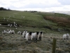 Curious Sheep