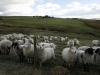 Curious Sheep