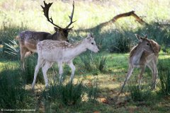 Dunham Massey
