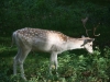 Fallow Deer