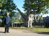 Ancient Oak Tree
