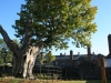 Ancient Oak Tree