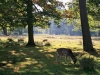 Fallow Deer