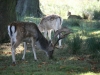 Fallow Deer
