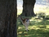Fallow Deer