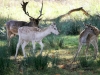 Fallow Deer
