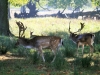 Fallow Deer