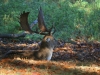 Fallow Deer Stag