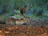 Fallow Deer Stag