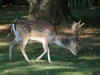 Fallow Deer Stag