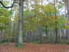 Autumn Colours
