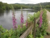 Foxgloves