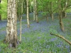 Bluebells