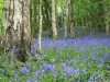 Bluebells