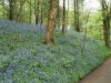 Bluebells