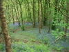 Bluebells