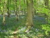 Bluebells