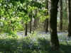 Bluebells