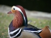 Male Mandarin duck