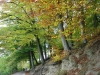 Autumn Colours
