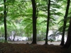 A view through the Beech Trees