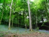 The Bluebell Woods