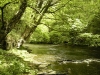 The River Etherow