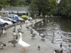 The Local Residents