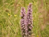 Wildflowers