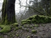 The woods at Fernilee Reservoir