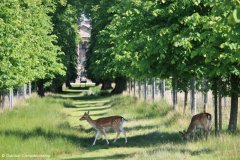 Lyme Park