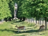 Fallow Deer