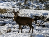 Red Deer